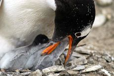 Eselspinguin (71 von 97).jpg